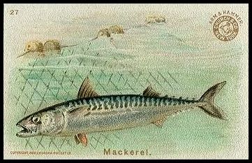 27 Mackerel